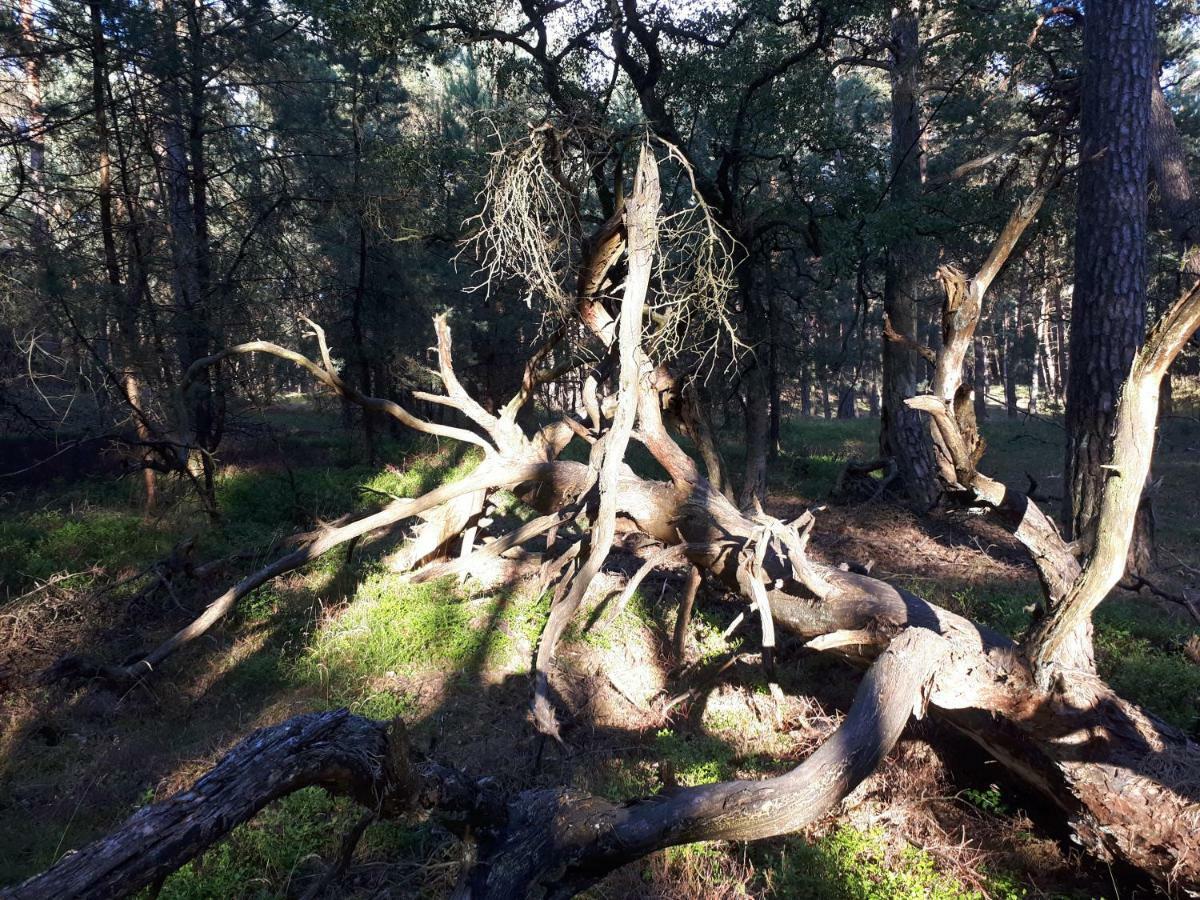 Boshuis Turquoise / Smaakvol Genieten Op De Veluwe Hoenderloo Exterior foto